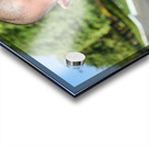 Portrait of a young Buddhist monk in orange robe. Acrylic print