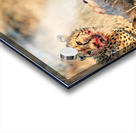 Cheetah hunts and eats in Okonjima Reserve Namibia Acrylic print