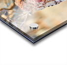 Cheetah eating after a hunt in Okonjima Reserve Namibia Acrylic print