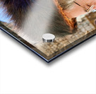 Orthodox Jews pray at the Wailing Wall in Jerusalem Israel Acrylic print