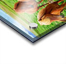 Wild horses gather in western fjords in Iceland during summer Acrylic print