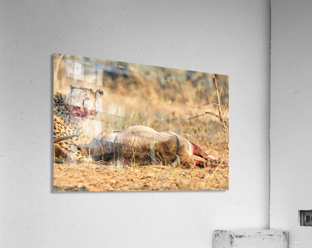 Cheetah hunts and eats in Okonjima Reserve Namibia Acrylic Print