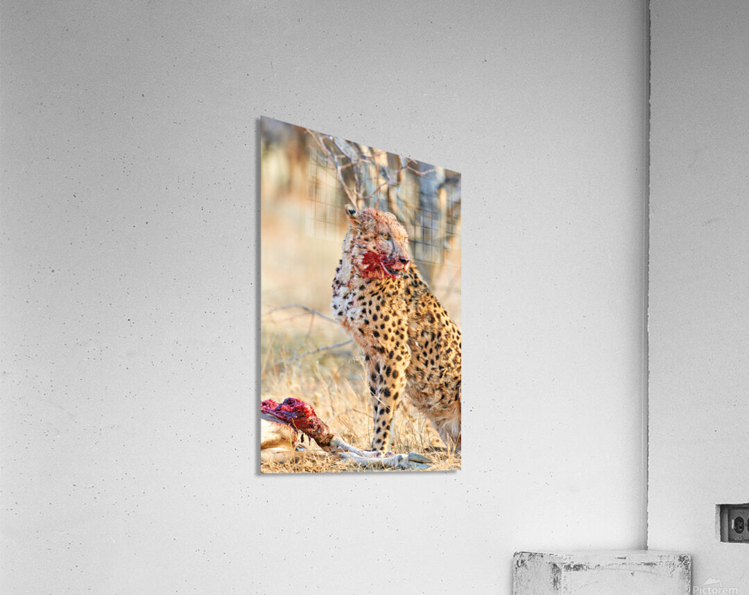 Cheetah eating after a hunt in Okonjima Reserve Namibia Acrylic Print