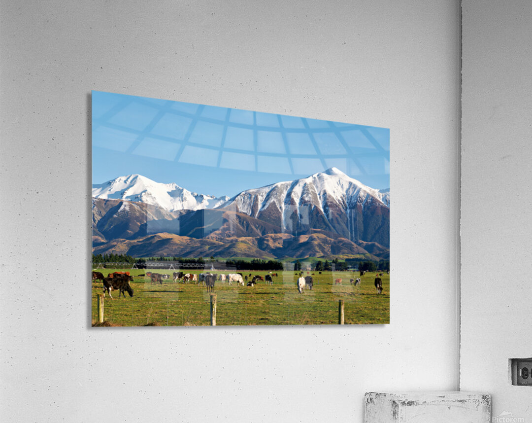 Cattles grazing in the countryside of New Zealand Southern Alps Acrylic Print