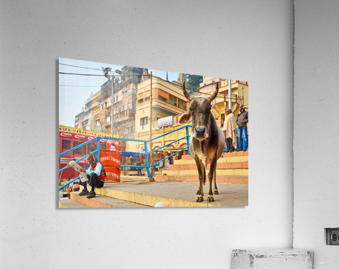 Sacred cow in Varanasi with people and shops in background Acrylic Print