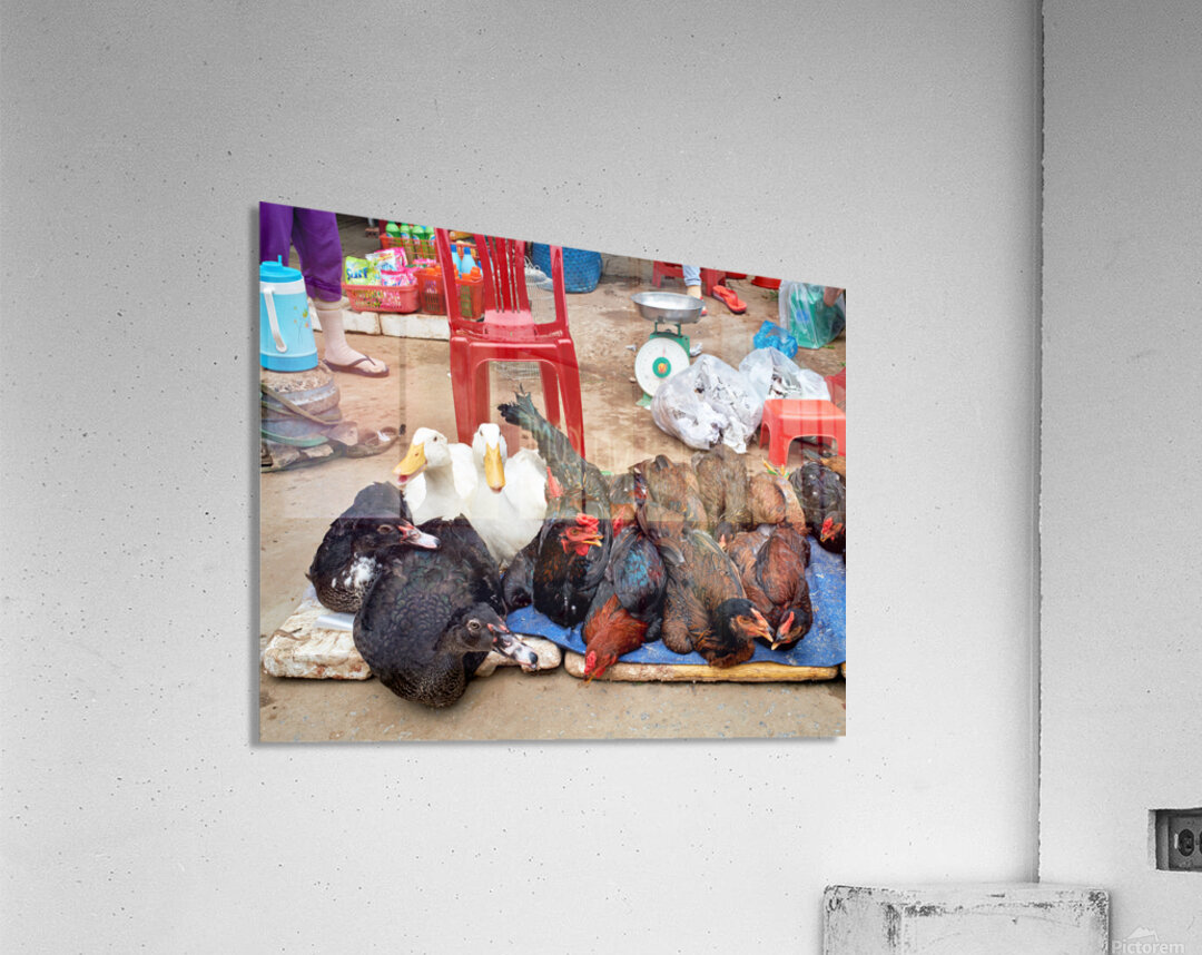 Market scene with live ducks and chickens in Phu Quoc Acrylic Print