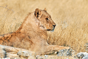 Lion resting in Etosha National Park Namibia during the day