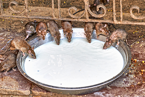 Rats sip milk at Shree Karni Mataj Temple Rajasthan