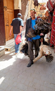 Man carries live turkeys through street in Fez Morocco