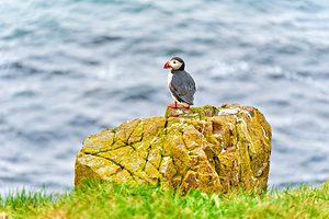 Puffin on rock at Borgarfjordur Eystri in Iceland by the ocean