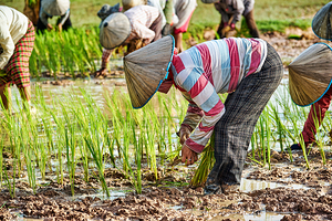 Farmers planting rice in a muddy field.