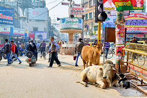 Cows roam the streets of Varanasi Benares Uttar Pradesh