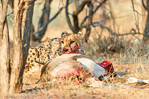 Cheetah feeding on its kill in Okonjima Reserve Namibia