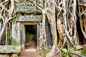 Ancient temple ruins consumed by massive tree roots.
