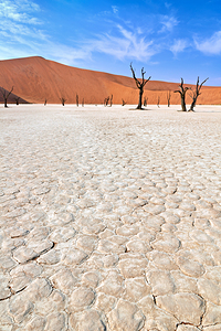 Dried out Dead Camel Thorn trees in Deadvlei Namibia desert