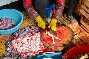 Market activity in Hanoi with fish preparation in progress