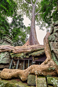 Giant tree roots engulf ancient temple ruins.