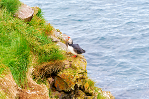 Puffin rests on rocky cliff near Borgarfjordur Eystri in Iceland
