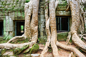 Giant tree roots engulf ancient mossy temple ruins.