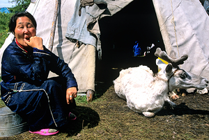 Dukha Tsaatan woman sits near reindeer in Mongolias northern re
