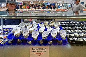 Fresh oysters on display at a seafood market.