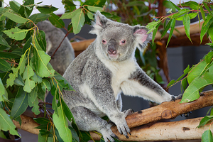 Koala sits on a tree branch among green leaves in Australia