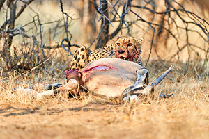 Cheetah feeds on kill in Okonjima Reserve Namibia