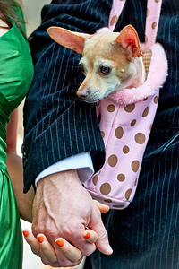 Easter parade in Manhattan with couple and dog in a bag