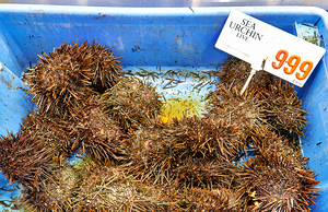 Live sea urchins for sale with price tag.