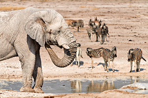Elephant drinks water at waterhole in Etosha National Park Nami
