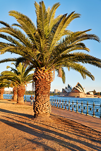 Palm trees line Sydney Harbour with Opera House in background.
