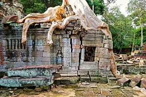 Massive tree roots engulf ancient stone temple ruins.