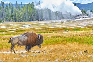 Wild bison roam in Yellowstone National Park near geysers