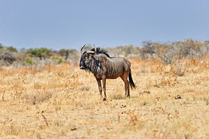 Wildebeest gnu standing in Etosha National Park in Namibia