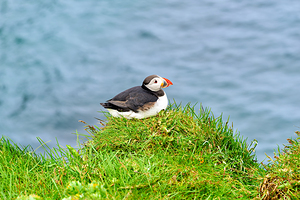 Puffin resting on grass at Borgarfjordur Eystri in Iceland