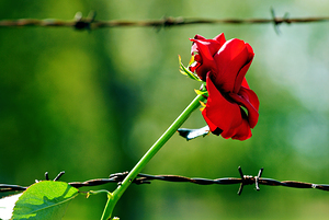 Red rose grows near barbed wire at Auschwitz in Krakow