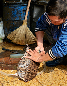 Man preparing turtle at market in Hanoi during daytime
