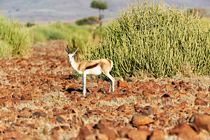 Springbok antelope in Kunene Region of Namibias Damaraland