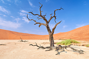 Deadvlei clay pan shows a dried camel thorn tree in Namibia
