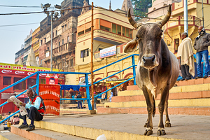 Sacred cow in Varanasi with people and shops in background