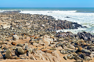 Cape fur seals resting on Skeleton Coast in Namibia at Cape Cros