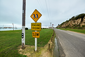 Penguin crossing sign alerts wildlife in Oamaru NZ