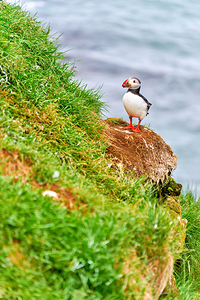 Puffin standing on grass near Borgarfjordur Eystri in Iceland