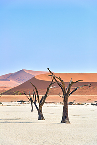 Dried trees in Deadvlei clay pan of Namib Naukluft National Park