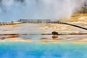Bison walking near Grand Prismatic Spring in Yellowstone