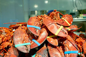 Lobsters at lobster place in chelsea market in manhattan new yo