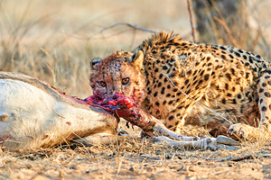 Cheetah feeding on prey in Okonjima Reserve in Namibia