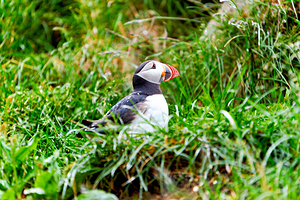 Puffin resting by grass at Borgarfjordur Eystri in Iceland