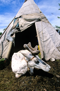 Dukha Tsaatan reindeer herders home in northern Khövsgöl Aima