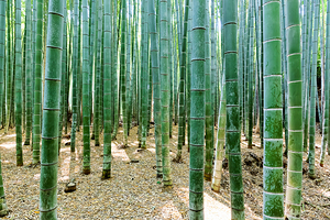 Explore the beauty of Arashiyama Bamboo Grove in Kyoto Japan